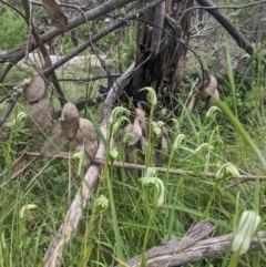 Pterostylis monticola (Large Mountain Greenhood) at Tennent, ACT - 2 Jan 2023 by WalterEgo