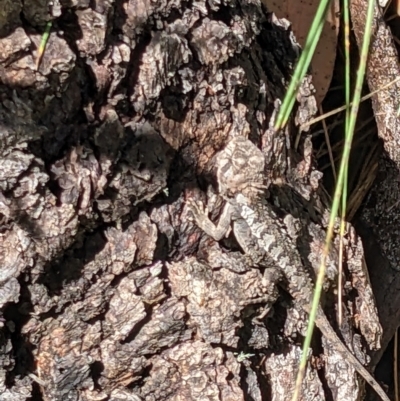 Rankinia diemensis (Mountain Dragon) at Cotter River, ACT - 1 Jan 2023 by WalterEgo