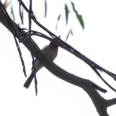 Myiagra rubecula/cyanoleuca (Leaden/Satin Flycatcher) at Wingello, NSW - 1 Jan 2023 by Aussiegall