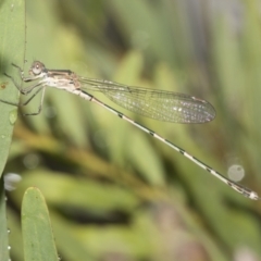 Austrolestes leda (Wandering Ringtail) at Higgins, ACT - 22 Dec 2022 by AlisonMilton