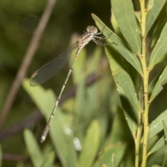 Austrolestes leda at Higgins, ACT - 22 Dec 2022 01:07 PM