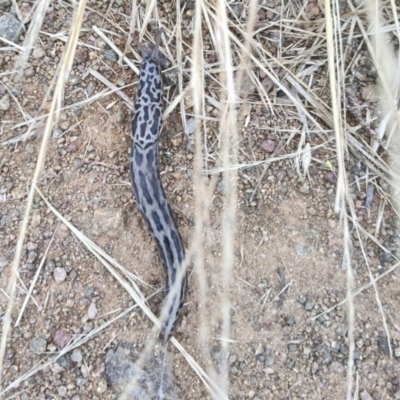 Limax maximus (Leopard Slug, Great Grey Slug) at Hawker, ACT - 30 Dec 2022 by AlisonMilton