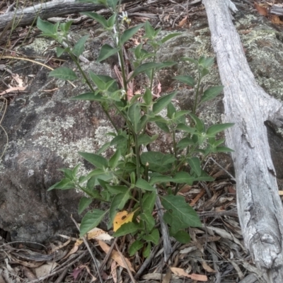 Solanum nigrum (Black Nightshade) at Cooma, NSW - 2 Jan 2023 by mahargiani