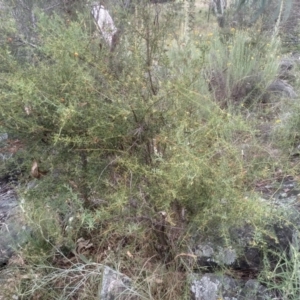 Daviesia ulicifolia at Cooma, NSW - 2 Jan 2023 02:51 PM