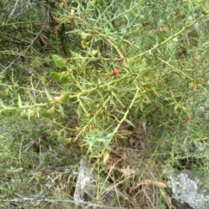 Daviesia ulicifolia at Cooma, NSW - 2 Jan 2023