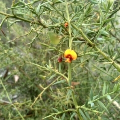 Daviesia ulicifolia at Cooma, NSW - 2 Jan 2023