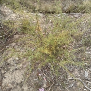 Daviesia ulicifolia at Cooma, NSW - 2 Jan 2023