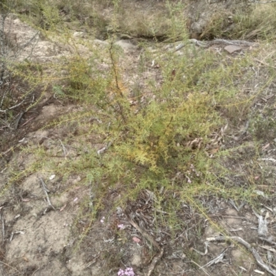 Daviesia ulicifolia (Gorse Bitter-pea) at Cooma, NSW - 2 Jan 2023 by mahargiani