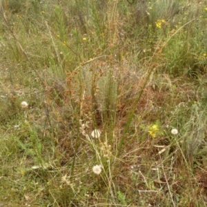 Juncus vaginatus at Cooma, NSW - 2 Jan 2023 02:33 PM