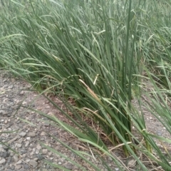 Typha domingensis (Bullrush) at Cooma, NSW - 2 Jan 2023 by mahargiani