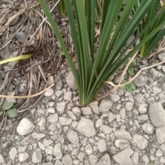 Typha domingensis at Cooma, NSW - 2 Jan 2023