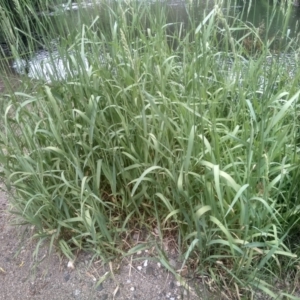 Phalaris arundinacea at Cooma, NSW - 2 Jan 2023