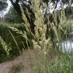 Phalaris arundinacea at Cooma, NSW - 2 Jan 2023