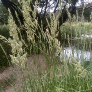 Phalaris arundinacea at Cooma, NSW - 2 Jan 2023