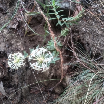 Pimelea linifolia (Slender Rice Flower) at Cooma, NSW - 2 Jan 2023 by mahargiani