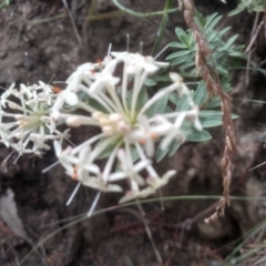 Pimelea linifolia at Cooma, NSW - 2 Jan 2023 03:17 PM