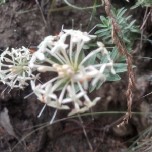 Pimelea linifolia at Cooma, NSW - 2 Jan 2023