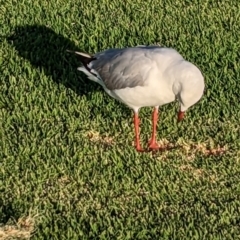 Chroicocephalus novaehollandiae (Silver Gull) at Port Broughton, SA - 30 Dec 2022 by Darcy