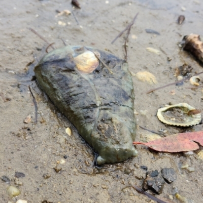 Unidentified Sea Slug, Sea Hare or Bubble Shell at Kings Point, NSW - 2 Jan 2023 by YellowButton