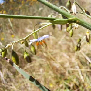 Dianella sp. aff. longifolia (Benambra) at Watson, ACT - 2 Jan 2023