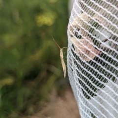 Mutusca brevicornis at Page, ACT - 2 Jan 2023