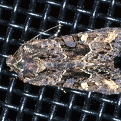 Neumichtis saliaris (Green Cutworm Moth) at Ainslie, ACT - 23 Dec 2022 by jb2602