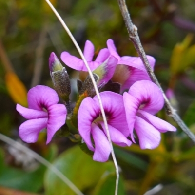 Mirbelia rubiifolia (Heathy Mirbelia) at Boolijah, NSW - 3 Nov 2022 by RobG1
