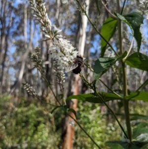 Rutilia (Rutilia) sp. (genus & subgenus) at Cotter River, ACT - 2 Jan 2023 10:13 AM