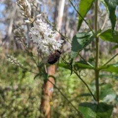 Rutilia (Rutilia) sp. (genus & subgenus) at Cotter River, ACT - 2 Jan 2023 10:13 AM