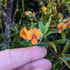 Podolobium alpestre (Shaggy Alpine Pea) at Tennent, ACT - 1 Jan 2023 by WalterEgo