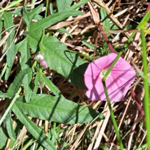 Convolvulus angustissimus subsp. angustissimus at Watson, ACT - 2 Jan 2023 11:50 AM