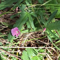 Convolvulus angustissimus subsp. angustissimus at Watson, ACT - 2 Jan 2023 11:50 AM