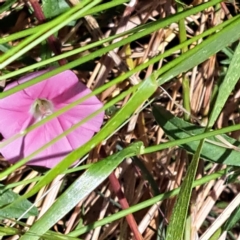 Convolvulus angustissimus subsp. angustissimus at Watson, ACT - 2 Jan 2023