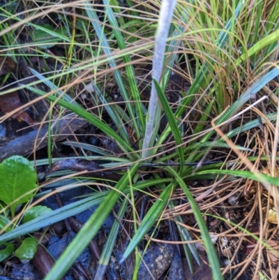 Celmisia sp. (Snow Daisy) at Tennent, ACT - 1 Jan 2023 by WalterEgo