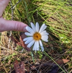 Celmisia sp. at Tennent, ACT - 2 Jan 2023