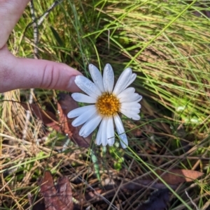 Celmisia sp. at Tennent, ACT - 2 Jan 2023