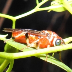 Pergagrapta sp. (genus) at Kambah, ACT - 2 Jan 2023 by HelenCross