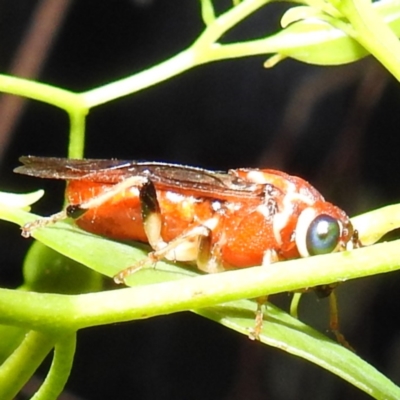 Pergagrapta sp. (genus) at Kambah, ACT - 2 Jan 2023 by HelenCross