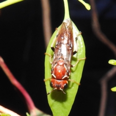 Pergagrapta sp. (genus) at suppressed - 2 Jan 2023