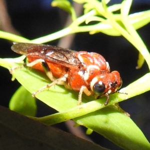 Pergagrapta sp. (genus) at suppressed - 2 Jan 2023