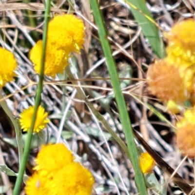 Chrysocephalum apiculatum (Common Everlasting) at Watson, ACT - 2 Jan 2023 by abread111