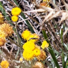 Chrysocephalum apiculatum at Watson, ACT - 2 Jan 2023 11:43 AM