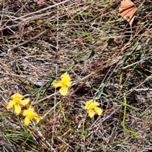 Hypericum gramineum at Watson, ACT - 2 Jan 2023