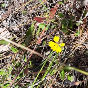 Goodenia hederacea subsp. hederacea at Watson, ACT - 2 Jan 2023