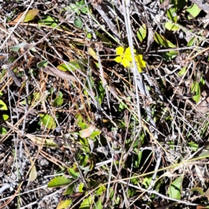 Goodenia hederacea subsp. hederacea at Watson, ACT - 2 Jan 2023 11:31 AM