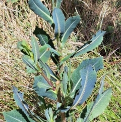 Lactuca serriola (Prickly Lettuce) at Watson, ACT - 2 Jan 2023 by abread111