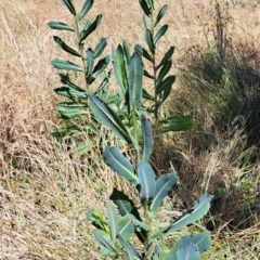 Lactuca serriola at Watson, ACT - 2 Jan 2023 11:25 AM