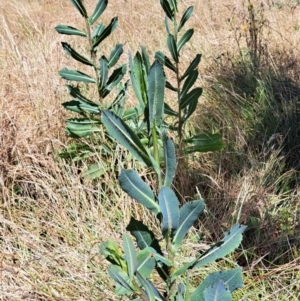 Lactuca serriola at Watson, ACT - 2 Jan 2023 11:25 AM