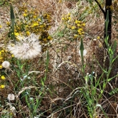 Tragopogon sp. (A Goatsbeard) at Watson, ACT - 2 Jan 2023 by abread111