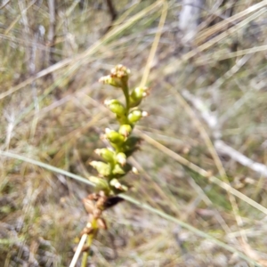 Microtis sp. at Watson, ACT - 2 Jan 2023